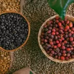 Types Of Coffee Beans (Differences And Characteristics)