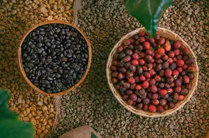 types of coffee beans